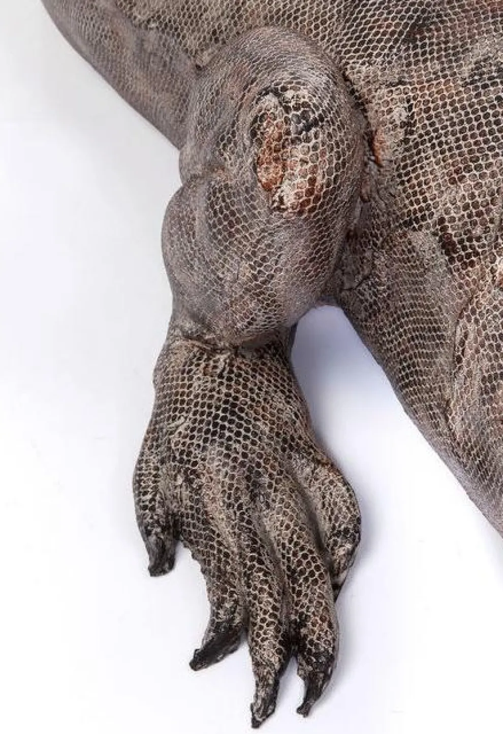 Decofiguur Leguaan 135cm