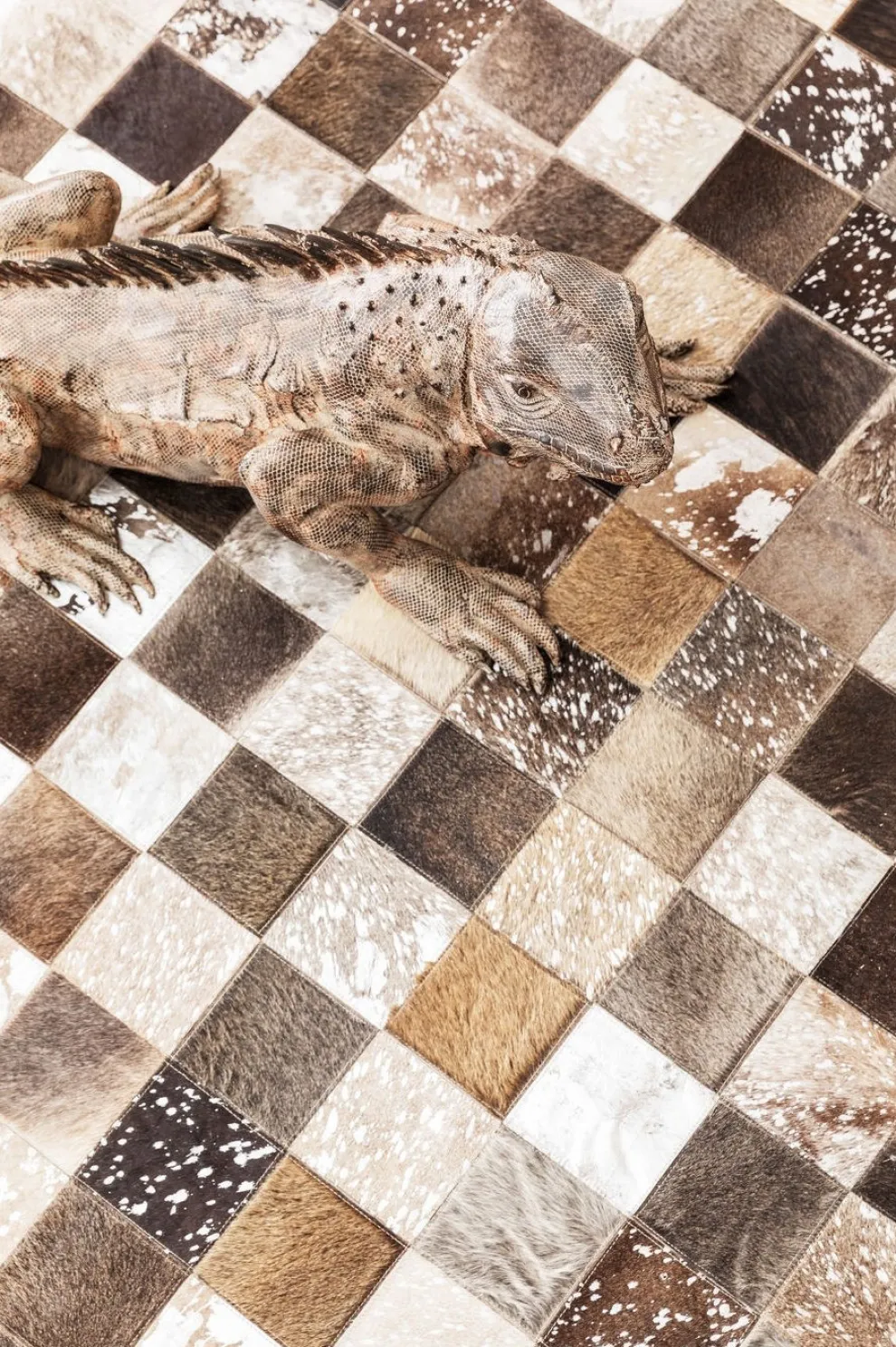 Decofiguur Leguaan 135cm