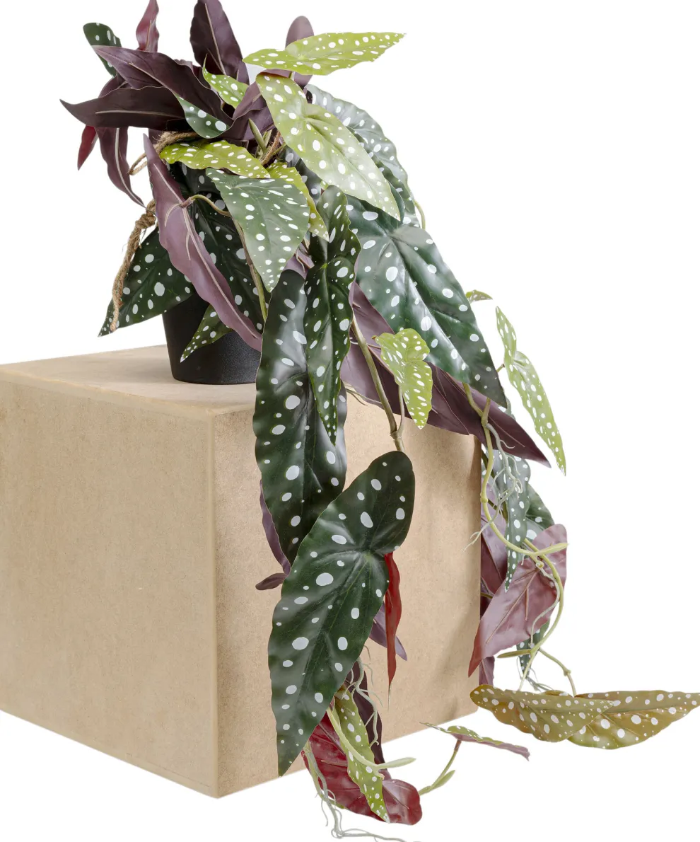Decoplant Begonia 45cm