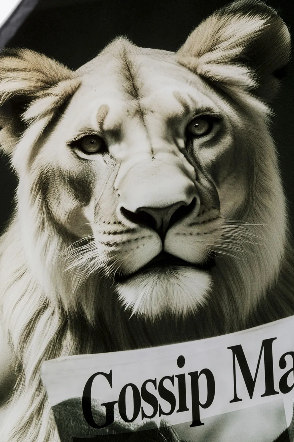 Glasschilderij Bath Lioness 60x80cm