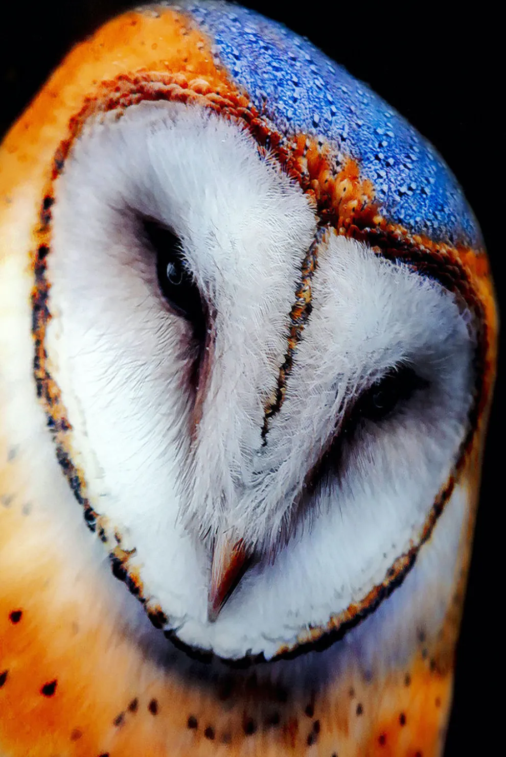 Glasschilderij Cute Owl 120x80cm