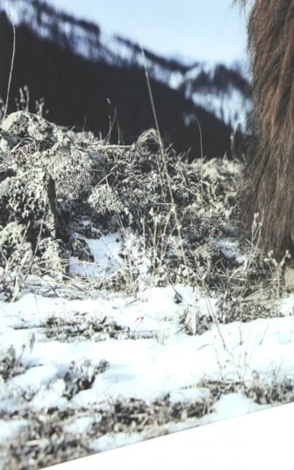 Glasschilderij Proud Lion 180x120cm