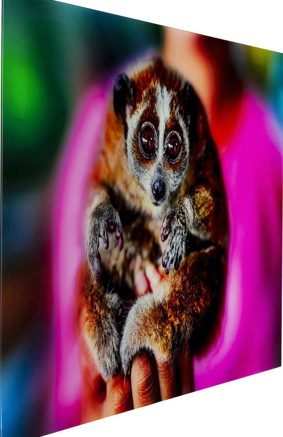 Glasschilderij Slow Loris 80x120cm