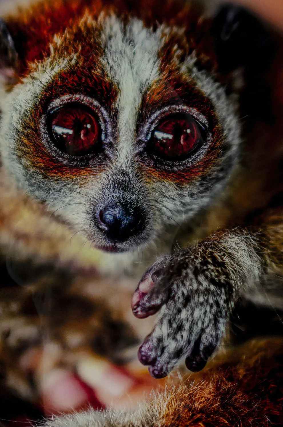 Glasschilderij Slow Loris 80x120cm