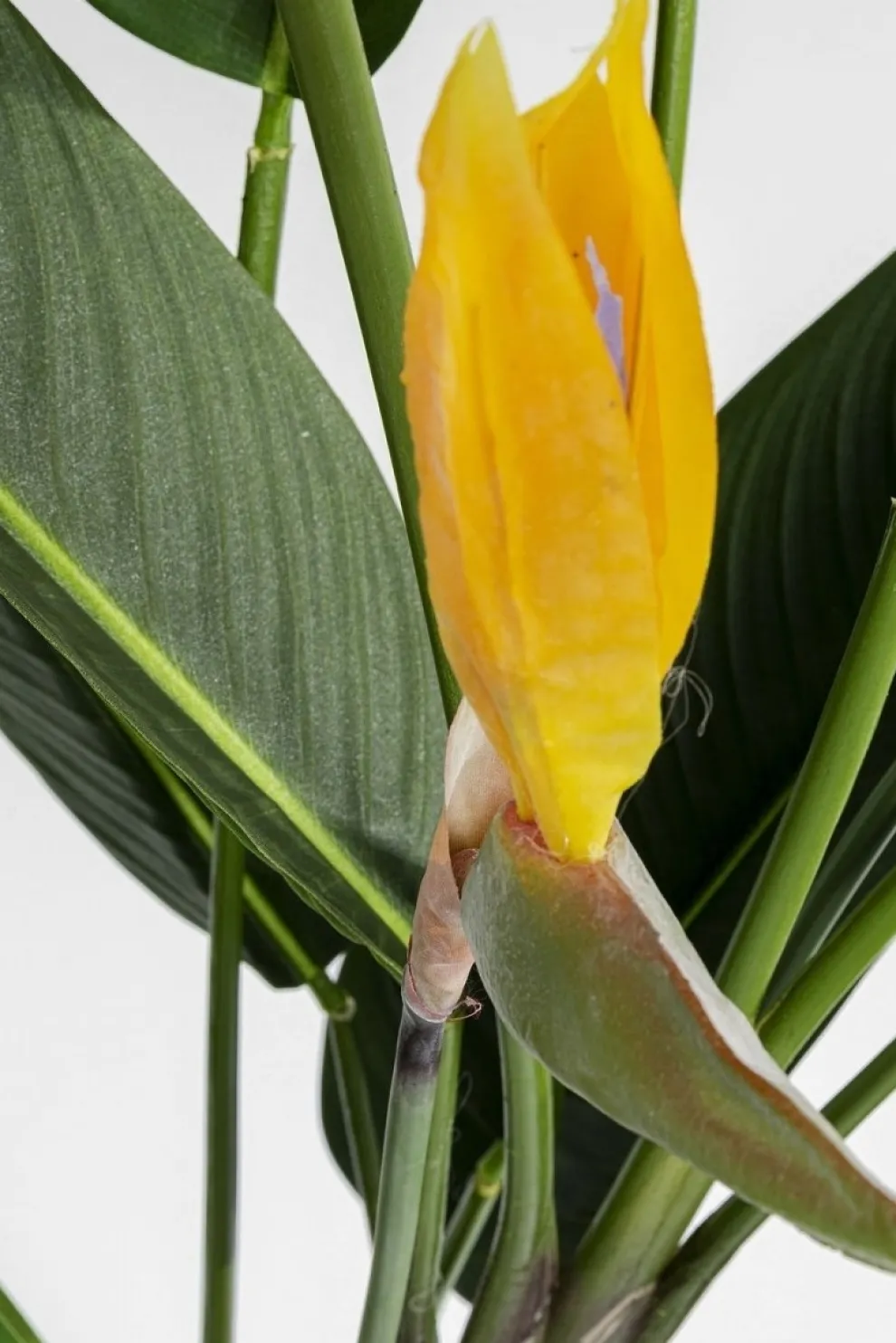 Kunstplant Paradise Flowers 190cm