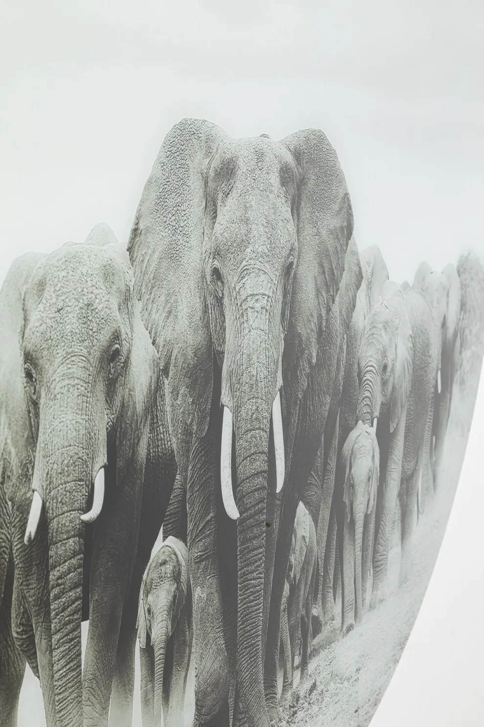 Wandfoto Elephant Walk Ø120cm