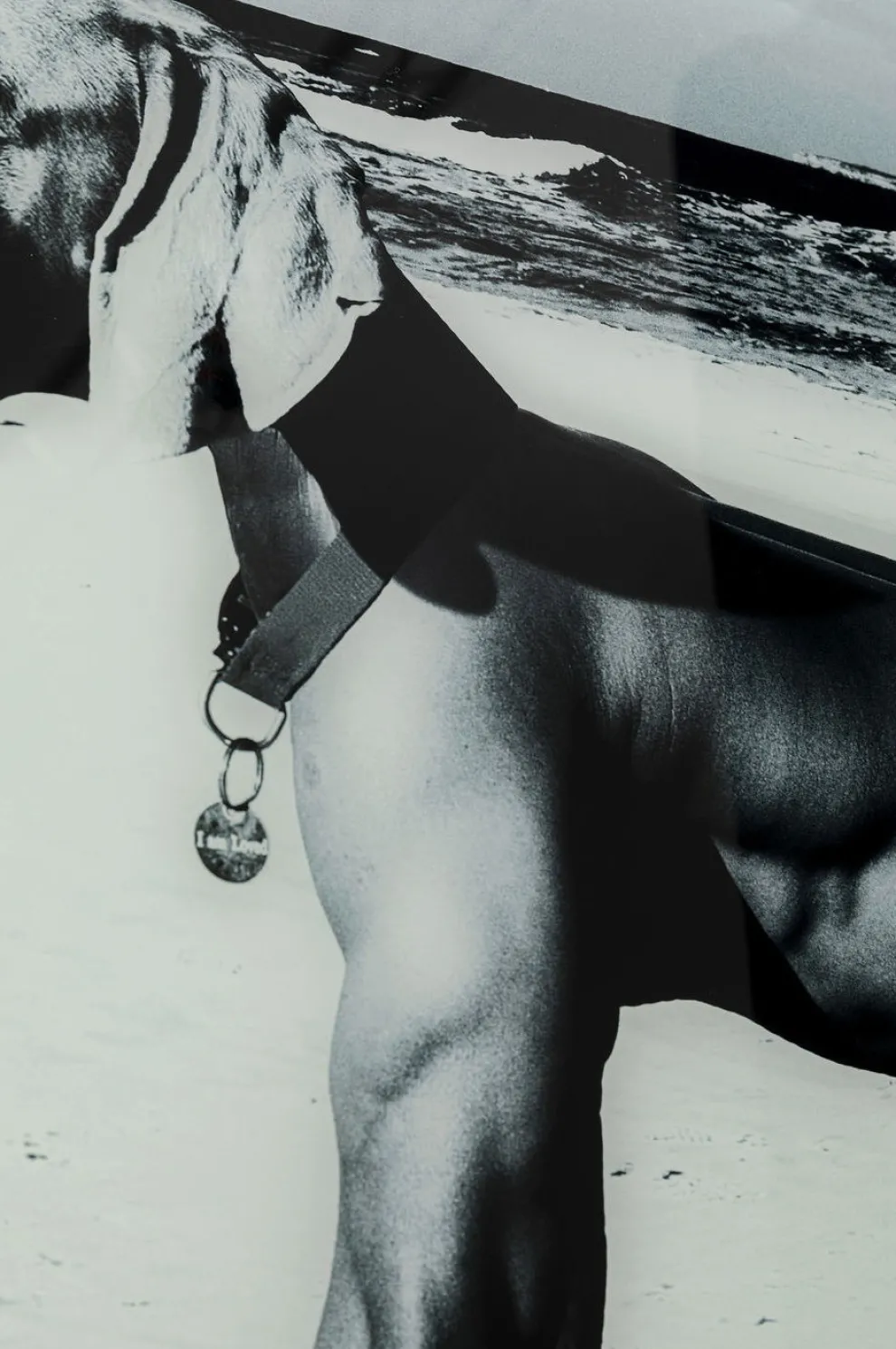 Wandfoto Glass Sexy Dog Beach Back 120cm